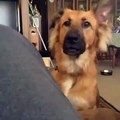 Vine  Over dramatic dog throwing a fit