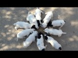 It's Dinner Time for These Adorable Jack Russell Terrier Puppies