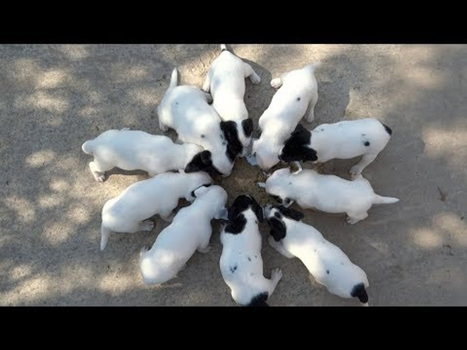 It's Dinner Time for These Adorable Jack Russell Terrier Puppies