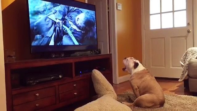 Un chien veut sauver Leonardo DiCaprio dans une scène de The Revenant