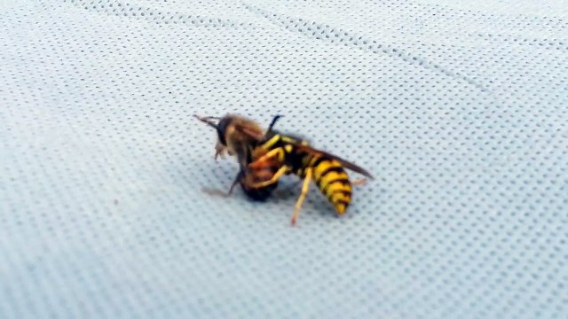 Combat entre une abeille et une guêpe !