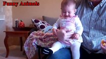 Italian Greyhound Dog Play With Baby videos - Dog Loves Baby - Funny Dogs Compilation
