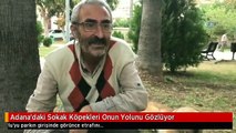 Adana'daki Sokak Köpekleri Onun Yolunu Gözlüyor