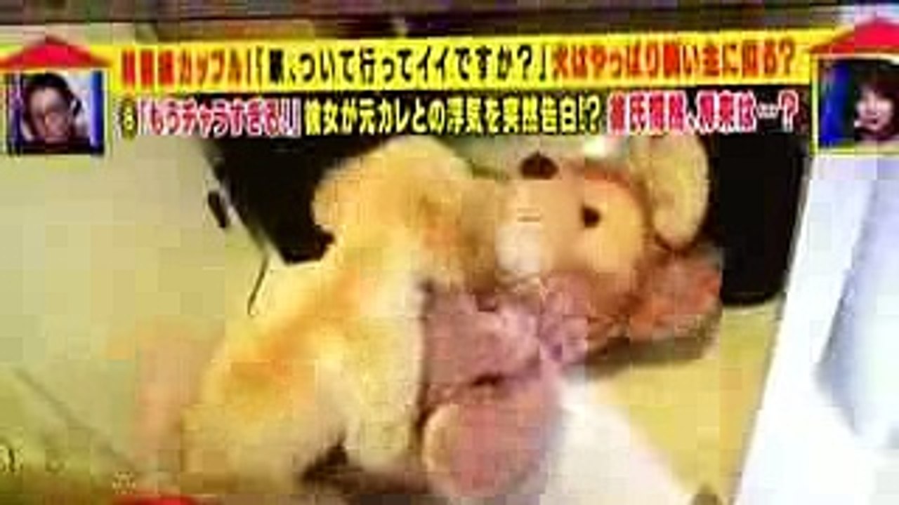 犬はやっぱり飼い主に似る？