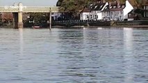 'Dolphin' spotted swimming in the river Thames