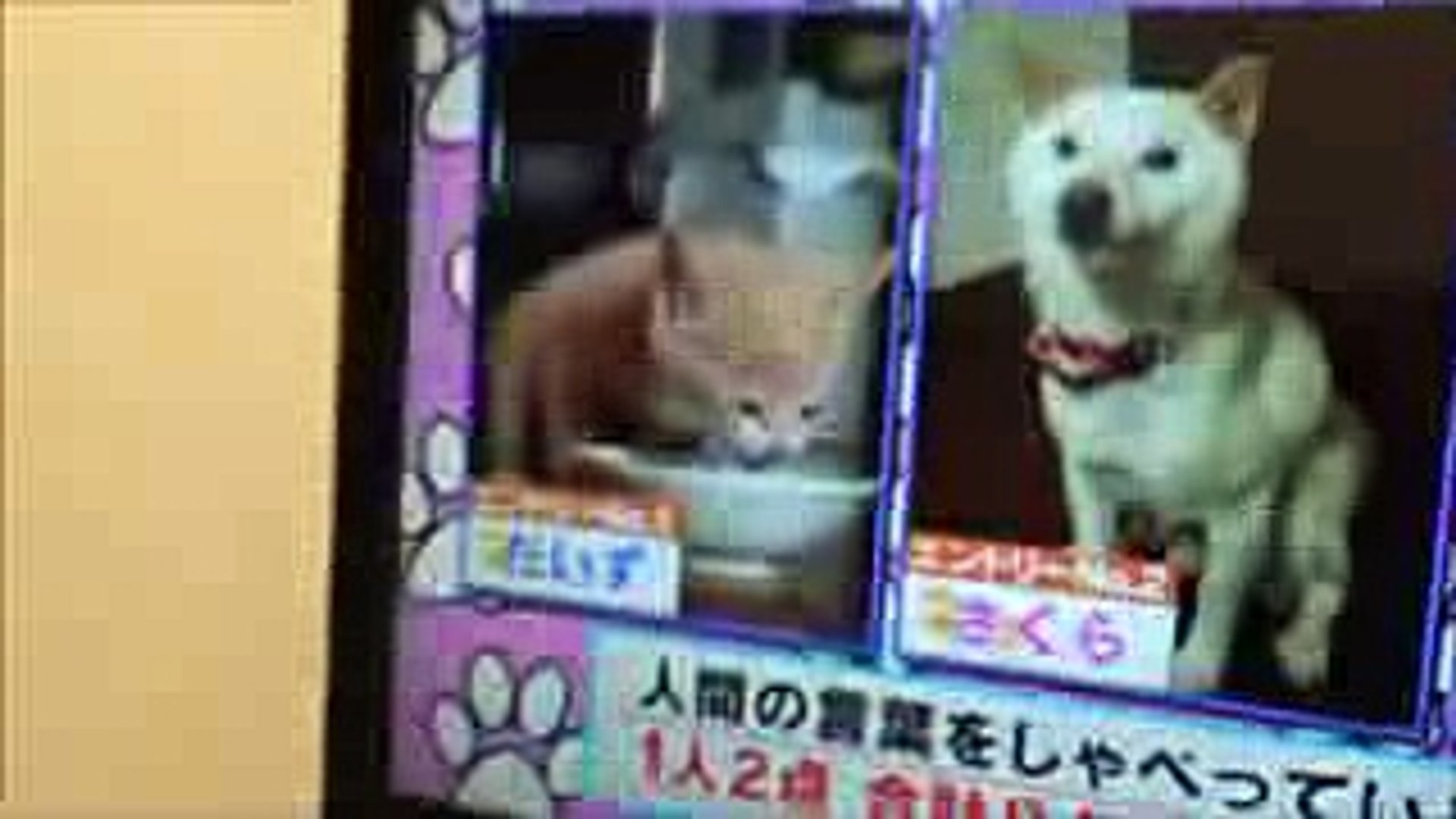 ⁣♂猫だいずがTV初出演しました! 『どうぶつピース!!』しゃべる猫