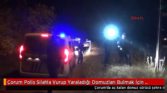 Çorum Polis Silahla Vurup Yaraladığı Domuzları Bulmak İçin Elektrik Direğine Çıktı