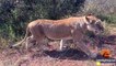 Lioness Mother Rescues Her 6 Cubs After an Elephant Chase - Latest Sightings Pty Ltd