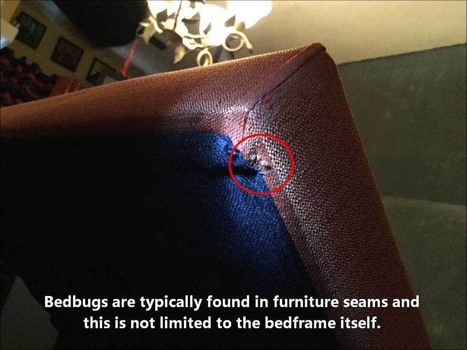 Bed Bug Control & Treatment 101 by ORIGIN Exterminators