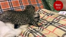 Leopar yavrularına annelik yapan köpek