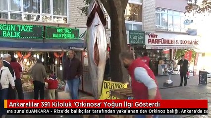 Ankaralılar 391 Kiloluk 'Orkinosa' Yoğun İlgi Gösterdi