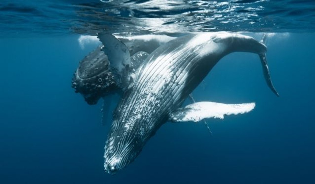 Au Cœur du Paradis Blanc : le Chant des Baleines - HD (2011)