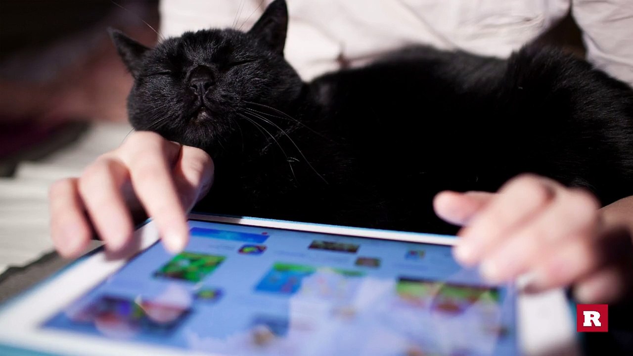 Black cats: 3 facts and myths | Rare Animals - video Dailymotion