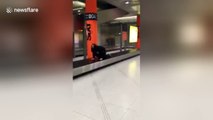 Drunk British woman rides airport conveyor belt