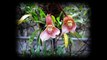 Dracula Simia Flowers. Have you ever seen this flower ? It's wonderful ! They look as lovely monkey !