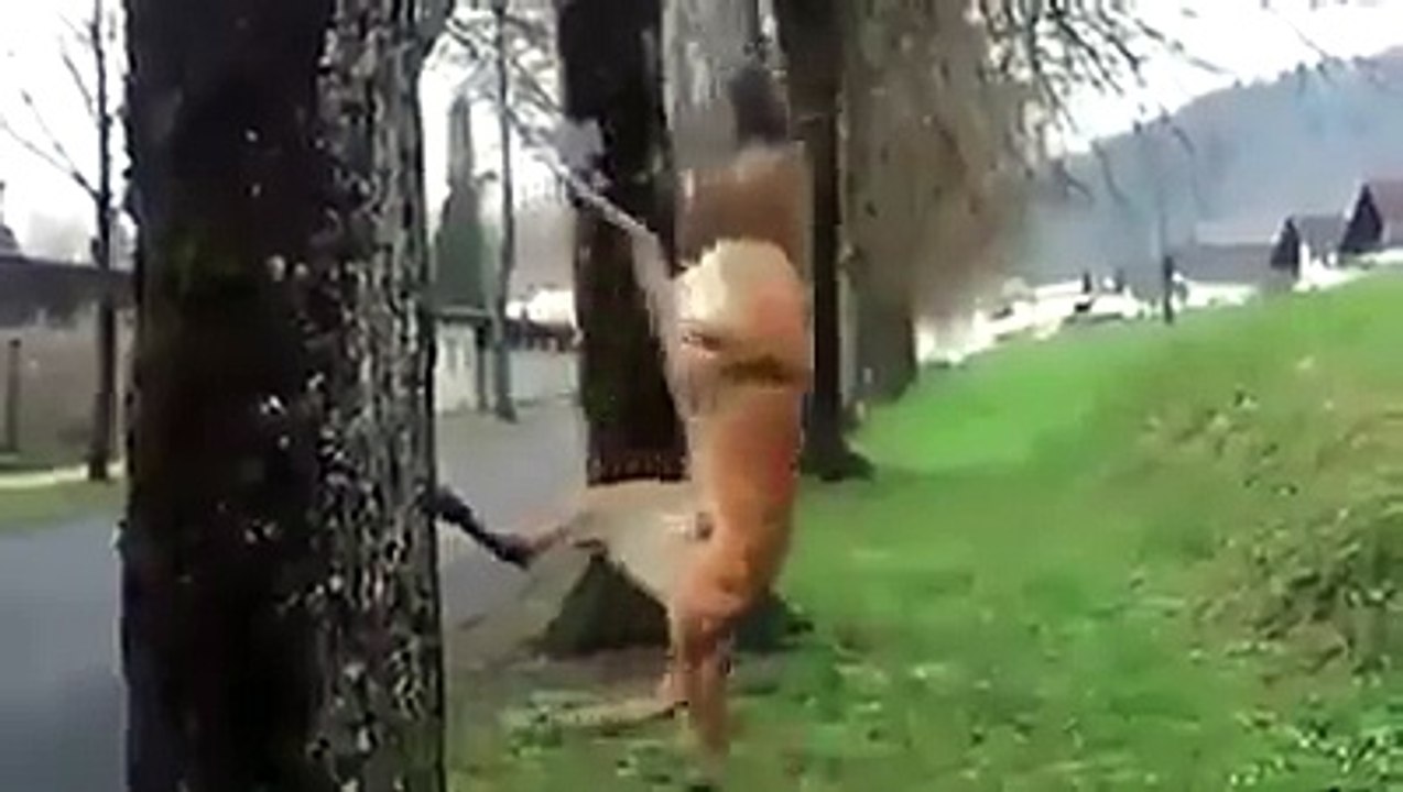 How to exercise Dog Version