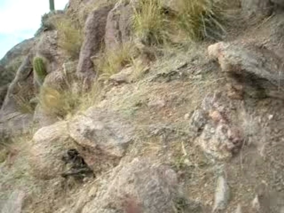 La vuelta le puma