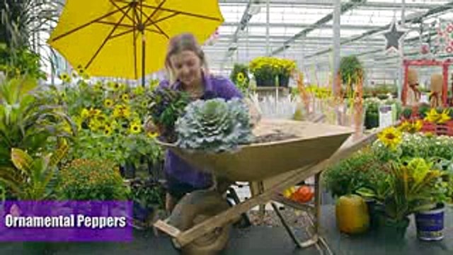 Fall Garden Wheelbarrow with TERRA