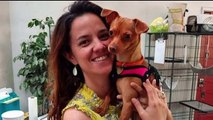 Woman Says Pet Sitter Found on Popular Website Lost Her Dog