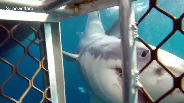 Great White Shark chomping and bumping at diving cage