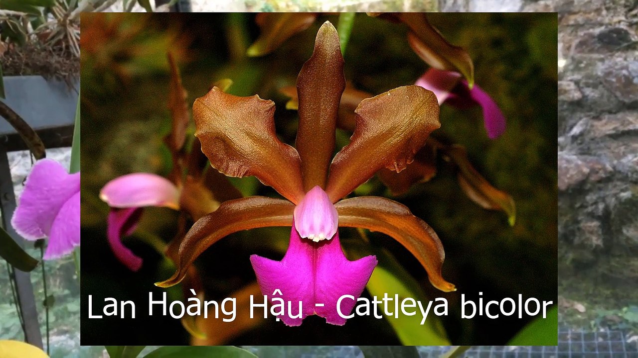 Cattleya bicolor orchid