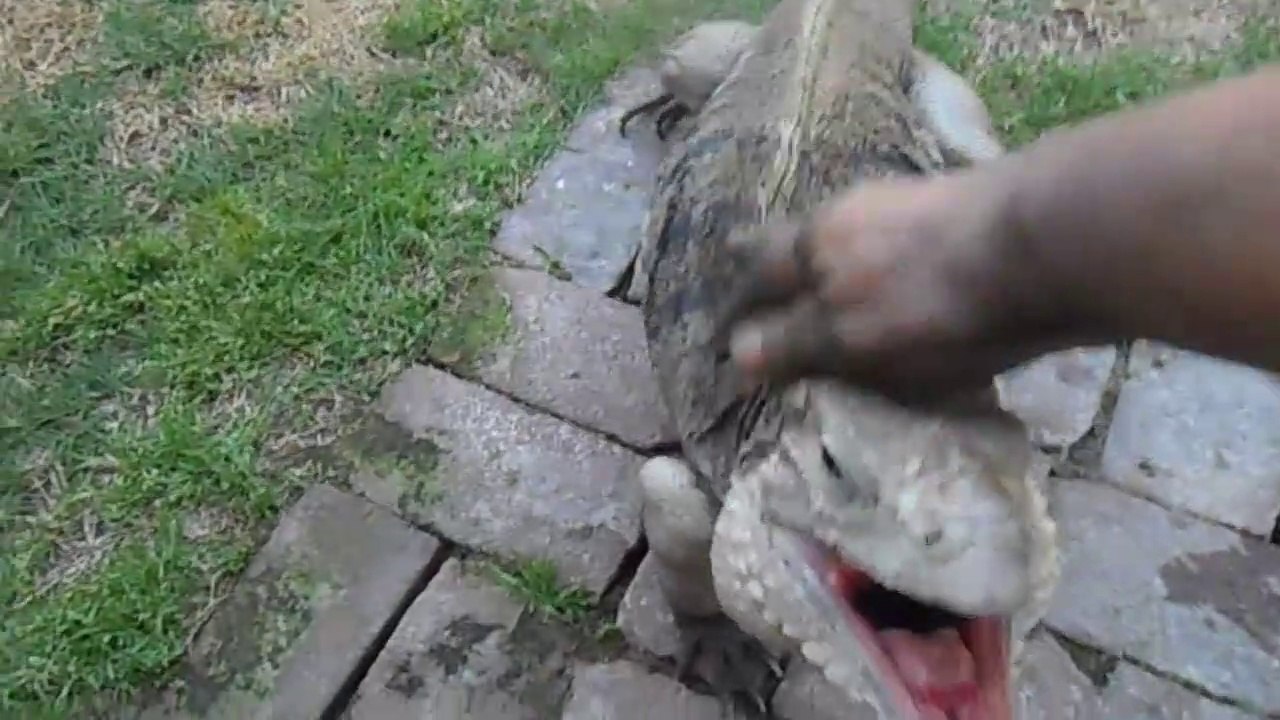 Quand il rentre du travail son iguane apprivoisé le salue comme un chien