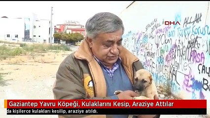 Gaziantep Yavru Köpeği, Kulaklarını Kesip, Araziye Attılar