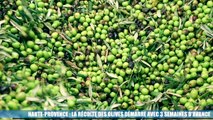 Haute-Provence : la récolte des olives commence avec 3 semaines d'avance