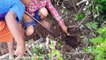 Amazing Three Brothers Catch Giant Anaconda by Digging Hole - How to Catch Snake by Diggin