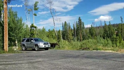 Protective mother moose tries to attack dog walker