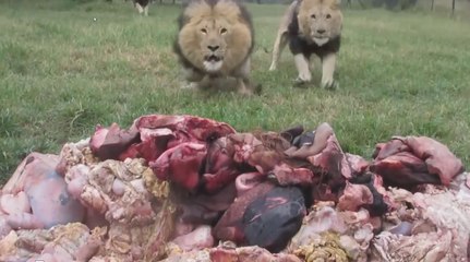 L'heure du repas pour des lions