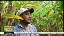 Guatemala: familias mayas cosechan cardamomo para su exportación