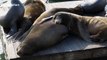 Adorable sleepy sea lions cuddle on Pier 39 in San Francisco