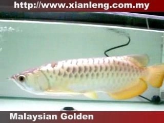 Malaysian Golden