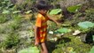 Amazing Smart Children Catch Many Snakes Using Bamboo Trap in River - How To Catch Snakes