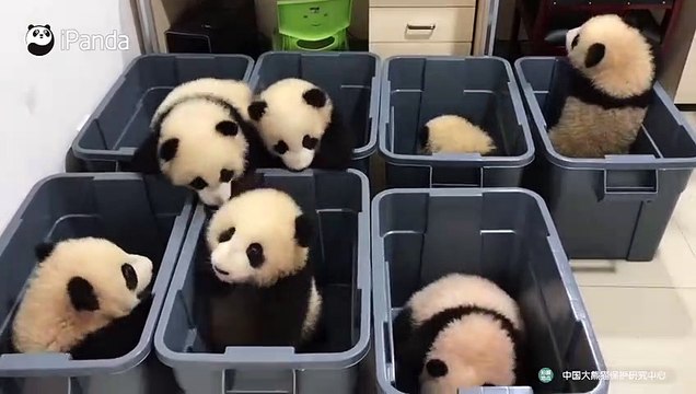 Ces bébés pandas adorables essaient de s'échapper de leur boite en plastique