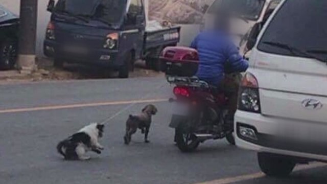 오토바이에 개들 끌고 다녀...경찰 조사 착수 / YTN