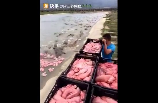 L'heure du repas pour ces centaines de crocodiles... Incroyable