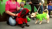 A International Costumed Pet Parade For Halloween