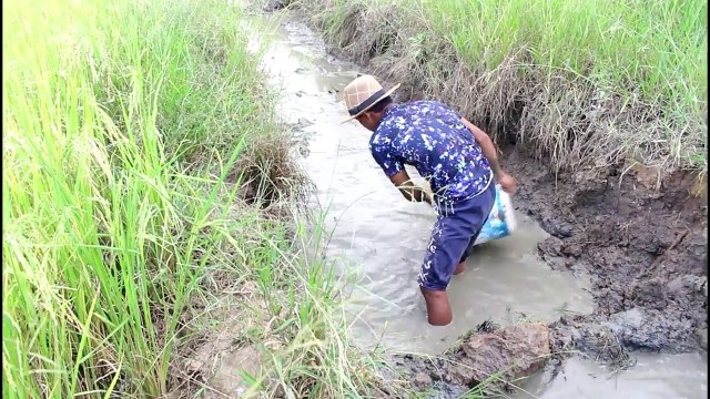 WOW Amazing Fishing - Cambodia Traditional Fishing - How To Catches Fish In Khmer (Part 11