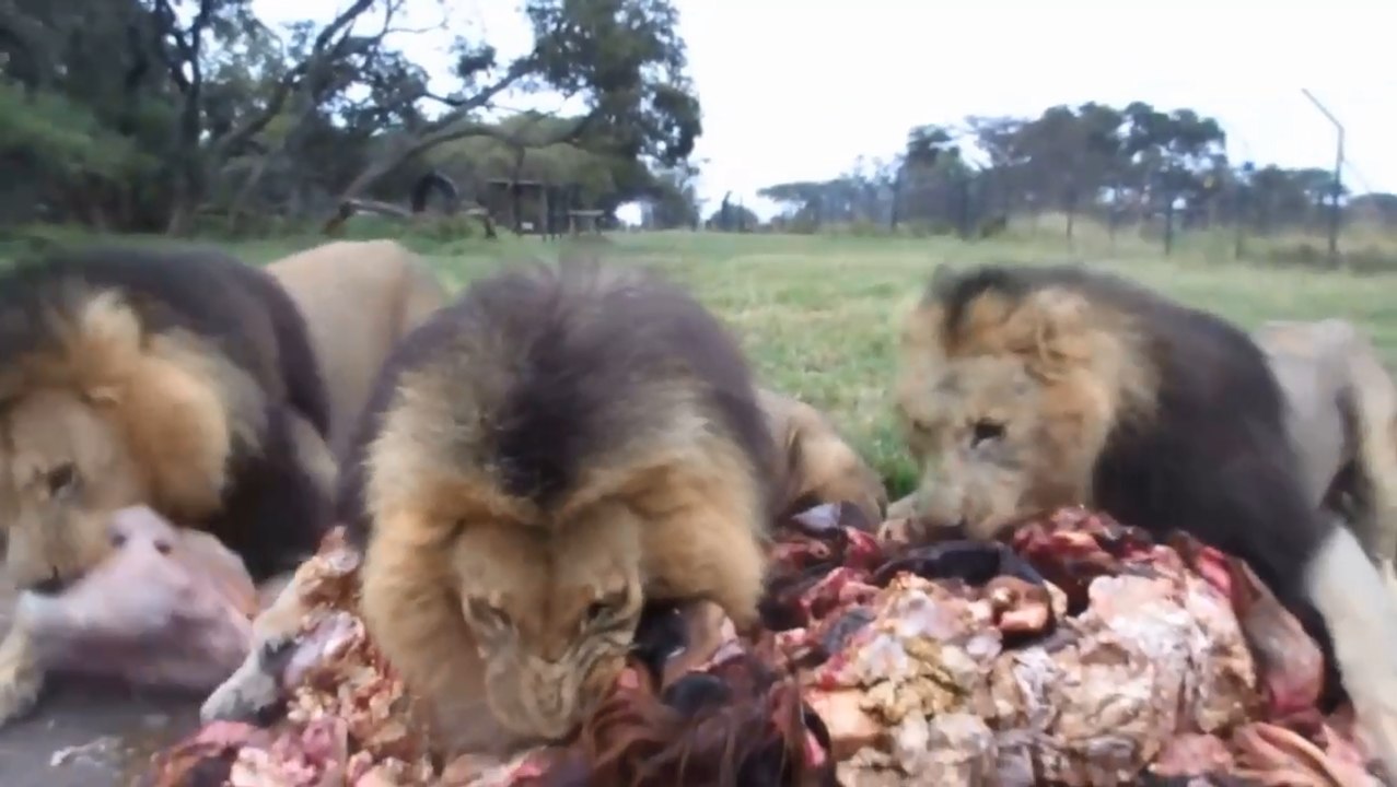 Trois lions affamés se jettent sur un gros tas de viande.