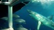 Great White Shark chomping and bumping at diving cage
