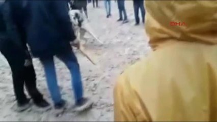 Adıyaman Köpek Dövüştürenlere Operasyon