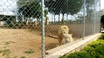 [FunVidClub] White Lion in Zoo Park - Bahria Enclave Islamabad - Faizan Qadeer