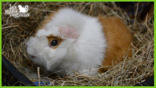 CÓMO ELEGIR HENO PARA COBAYAS, CONEJOS Y CHINCHILLAS | TIPOS Y TIPS PARA IDENTIFICAR EL DE CALIDAD