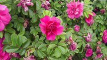 How To Grow Roses From Cuttings