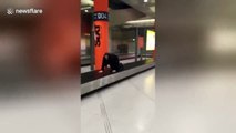 Drunk British woman rides airport conveyor belt