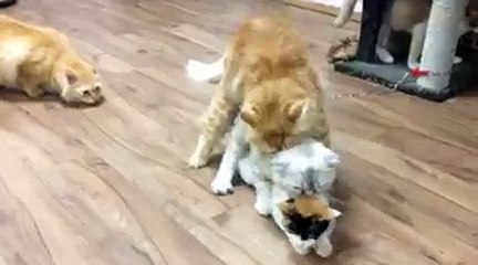 The fight for the mates of the cats