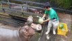 Regardez comment ces hippopotames dévorent leurs pastèques... Un coup de mâchoire!