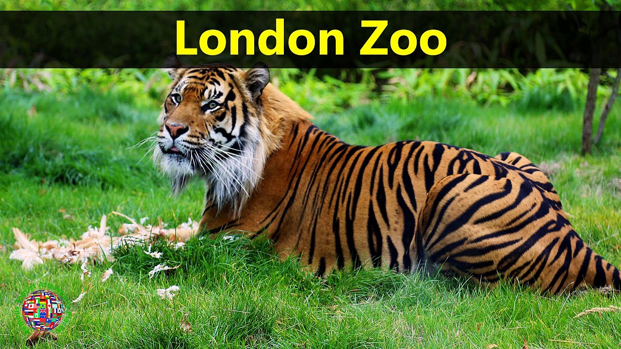 Top Tourist Attractions Places To Visit In UK-England | London Zoo Destination Spot - Tourism in UK-England